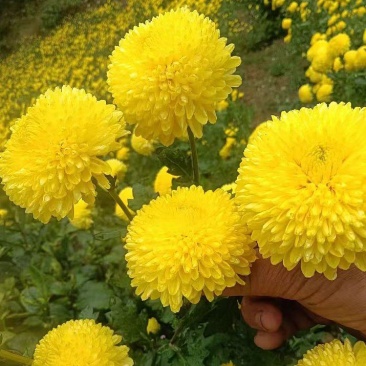 黄山贡菊苗徽州皇菊苗大板七月菊苗药食同源高产量