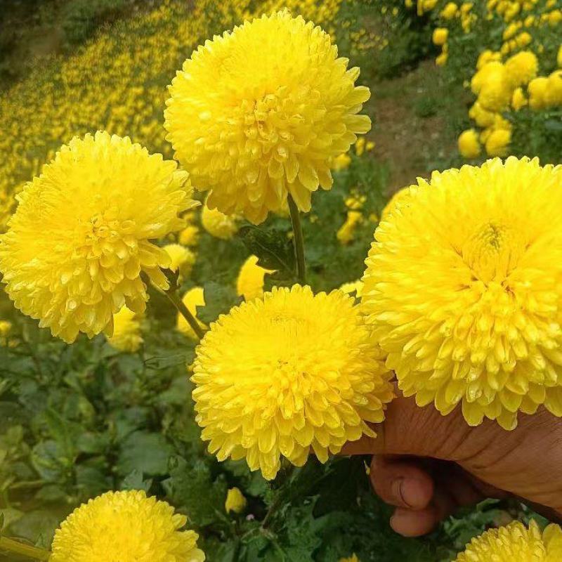 黄山贡菊苗徽州皇菊苗大板七月菊苗药食同源高产量