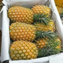 菠萝，广东菠萝，巴厘菠萝，香水菠萝，湛江菠萝，菠萝产地价