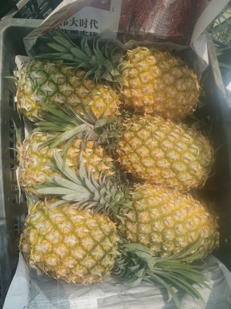 菠萝，广东菠萝，巴厘菠萝，香水菠萝，湛江菠萝，菠萝产地价
