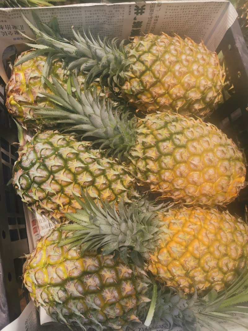 菠萝，广东菠萝，巴厘菠萝，香水菠萝，湛江菠萝，菠萝产地价