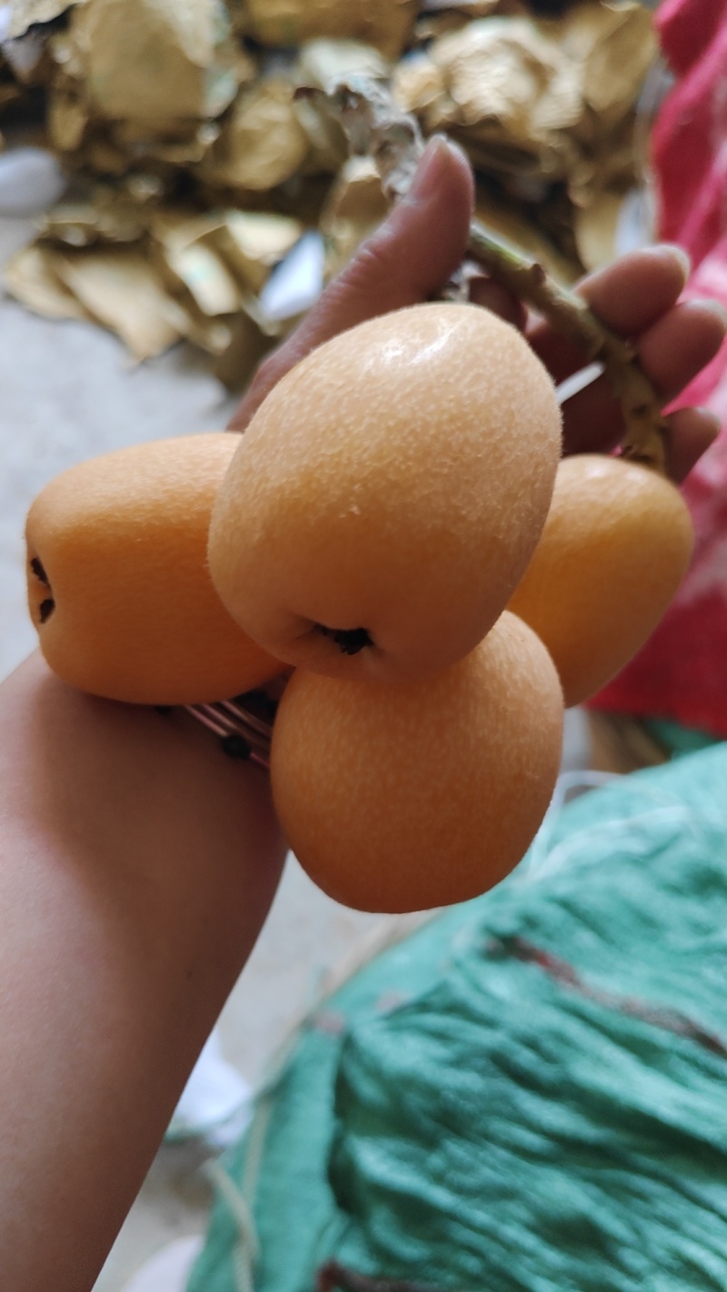 云南蒙自枇杷