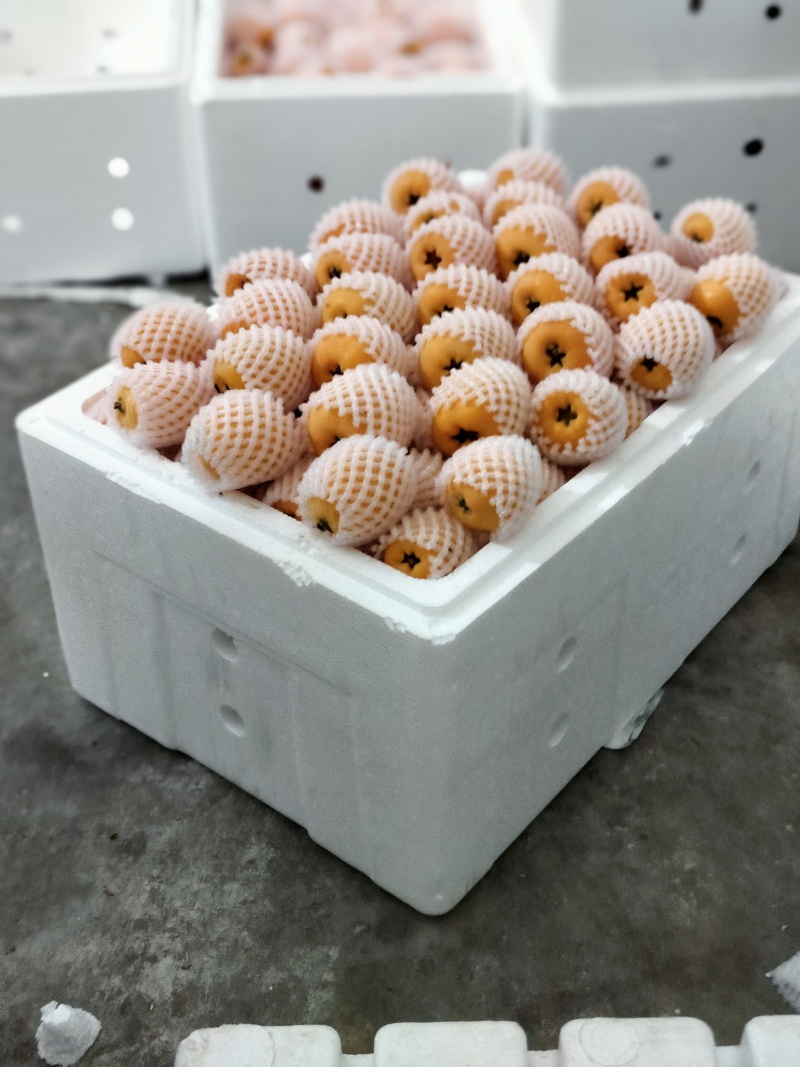 云南蒙自枇杷