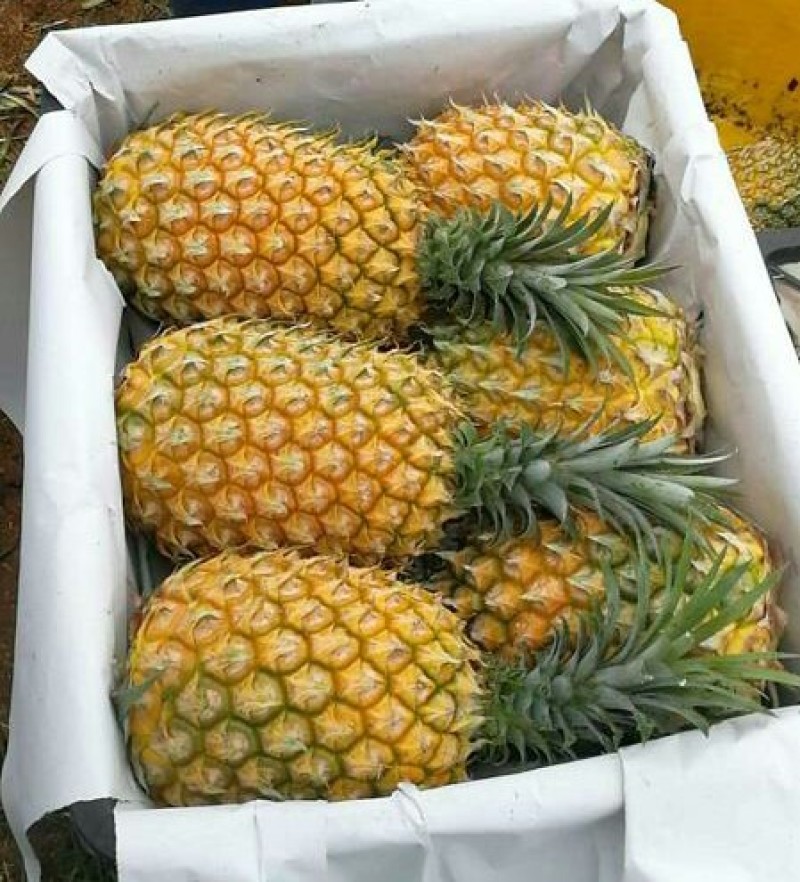 菠萝，广东菠萝，巴厘菠萝，香水菠萝，湛江菠萝，菠萝产地价