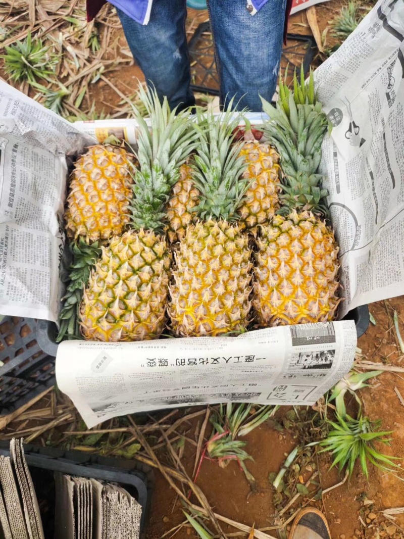 菠萝，广东菠萝，巴厘菠萝，香水菠萝，湛江菠萝，菠萝产地价