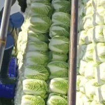 湖北白菜0.82元-元大量上市欢迎客户采购