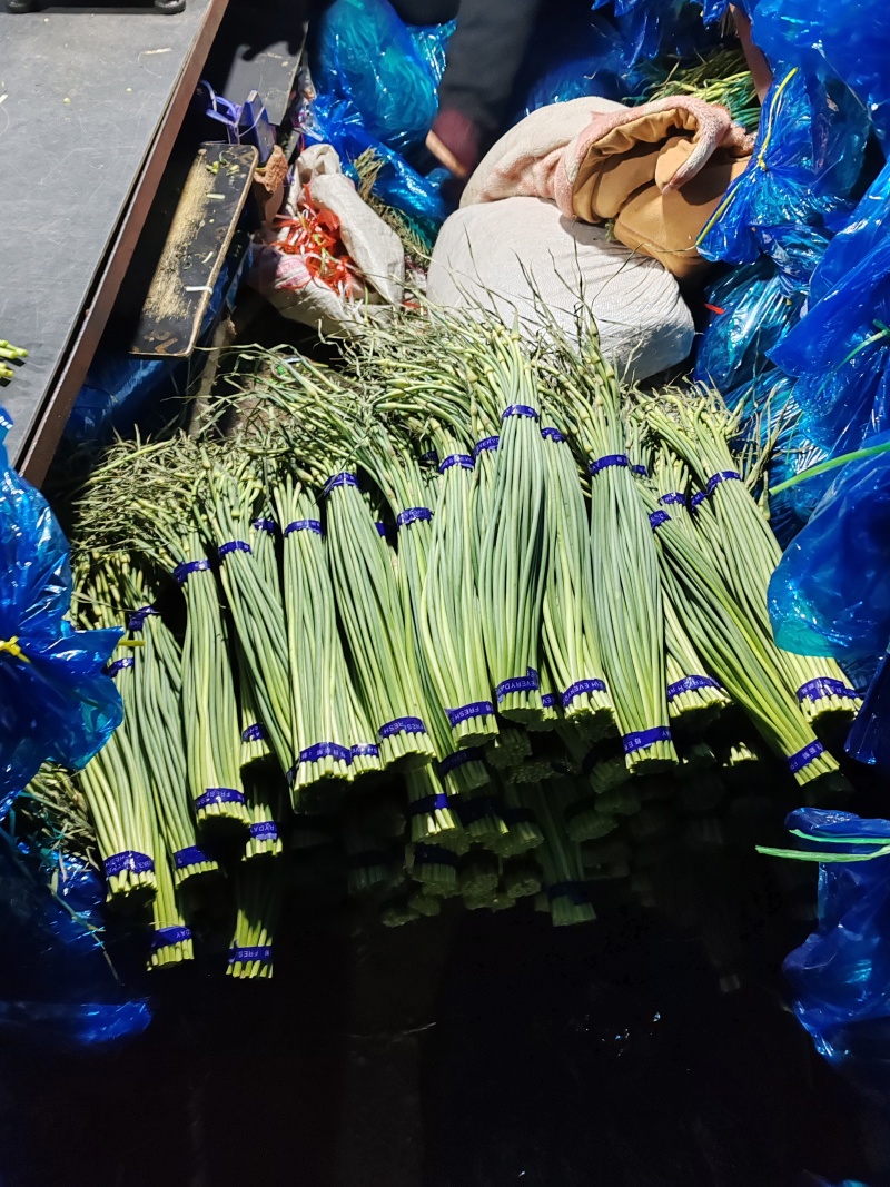 莒县蒜苔价格，白帽蒜苔价格，蒜苔产地直发。赶集货。