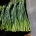 莒县蒜苔价格，白帽蒜苔价格，蒜苔产地直发。赶集货。