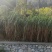 无毛甜象草幼苗四季可种植耐寒耐旱亩产了了0吨，包邮