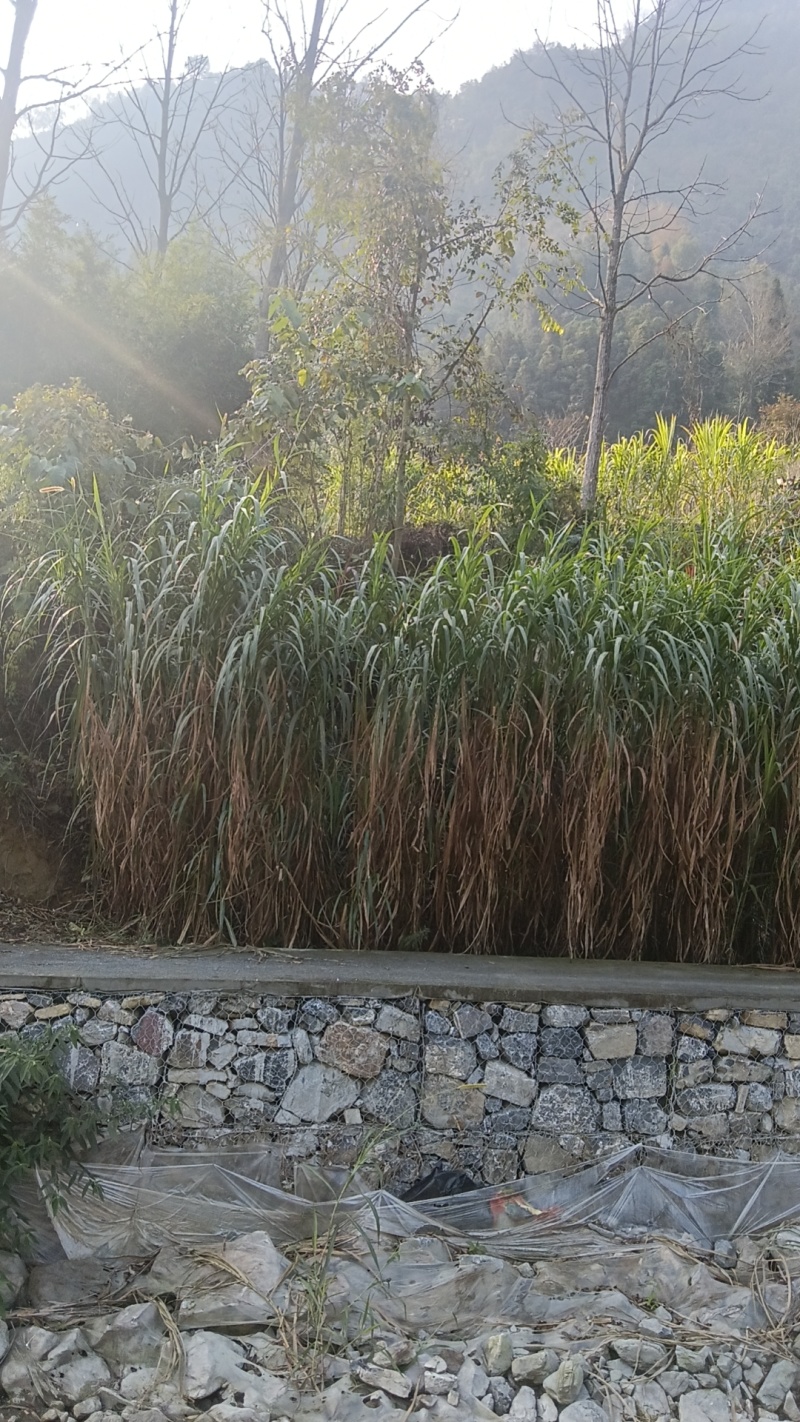 无毛甜象草幼苗四季可种植耐寒耐旱亩产了了0吨，包邮