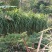 无毛甜象草幼苗四季可种植耐寒耐旱亩产了了0吨，包邮