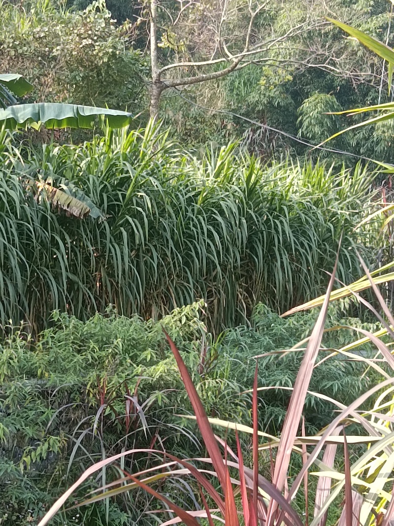无毛甜象草幼苗四季可种植耐寒耐旱亩产了了0吨，包邮