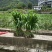 无毛甜象草幼苗四季可种植耐寒耐旱亩产了了0吨，包邮