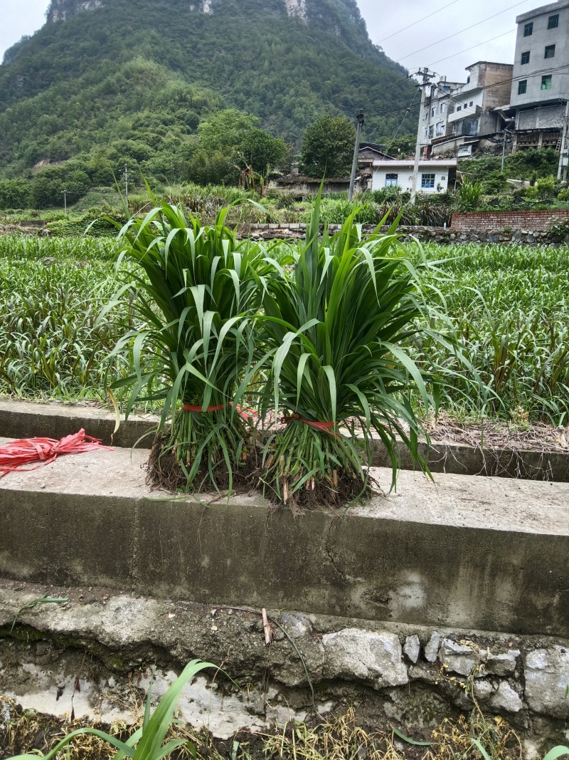 无毛甜象草幼苗四季可种植耐寒耐旱亩产了了0吨，包邮