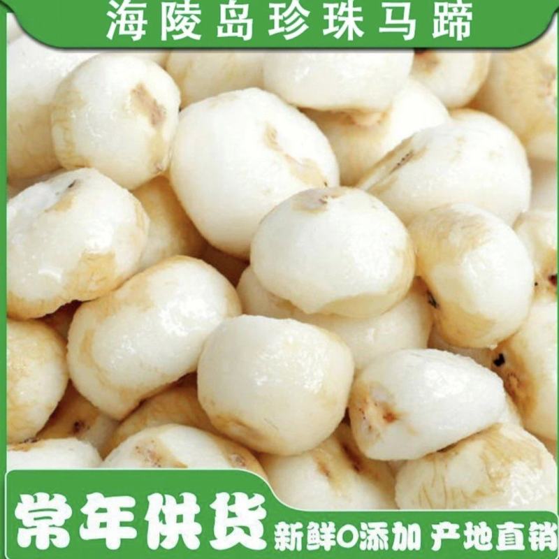 海陵岛珍珠马蹄阳江小马蹄小荸荠椰子鸡配料