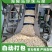 海陵岛珍珠马蹄阳江小马蹄小荸荠椰子鸡配料