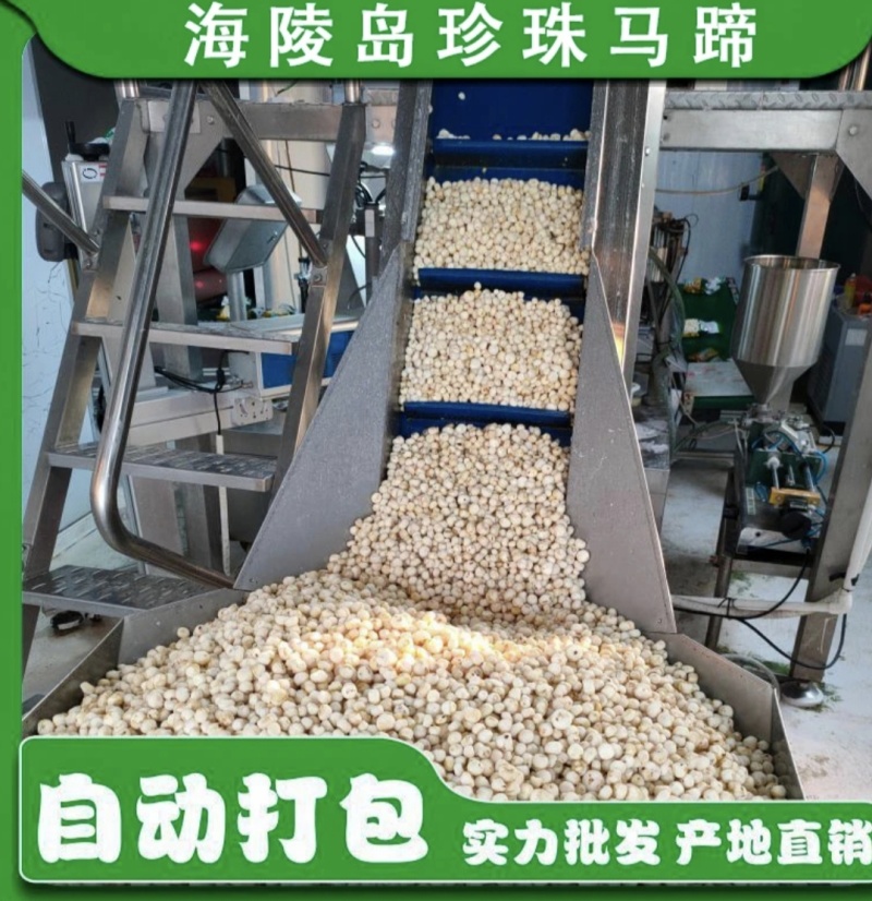 海陵岛珍珠马蹄阳江小马蹄小荸荠椰子鸡配料