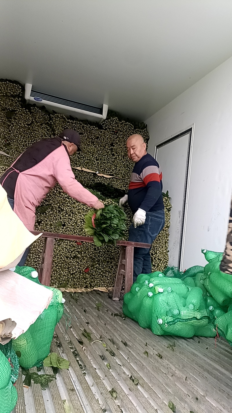 成都冬菜之菠菜大量上市了！！！！！！！