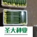 油亮丝瓜种子早熟绿色油亮肉厚味浓