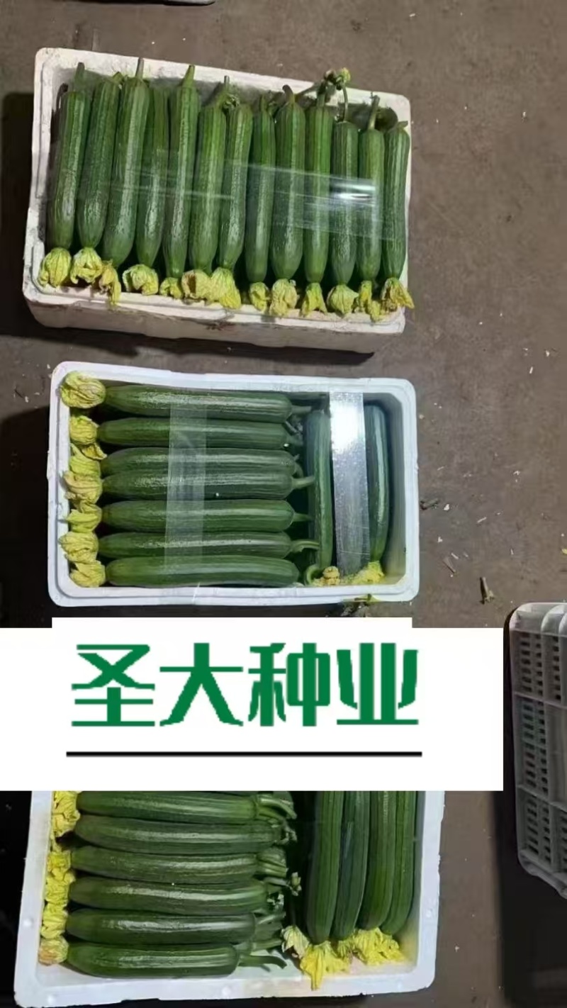 油亮丝瓜种子早熟绿色油亮肉厚味浓
