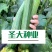 油亮丝瓜种子早熟绿色油亮肉厚味浓