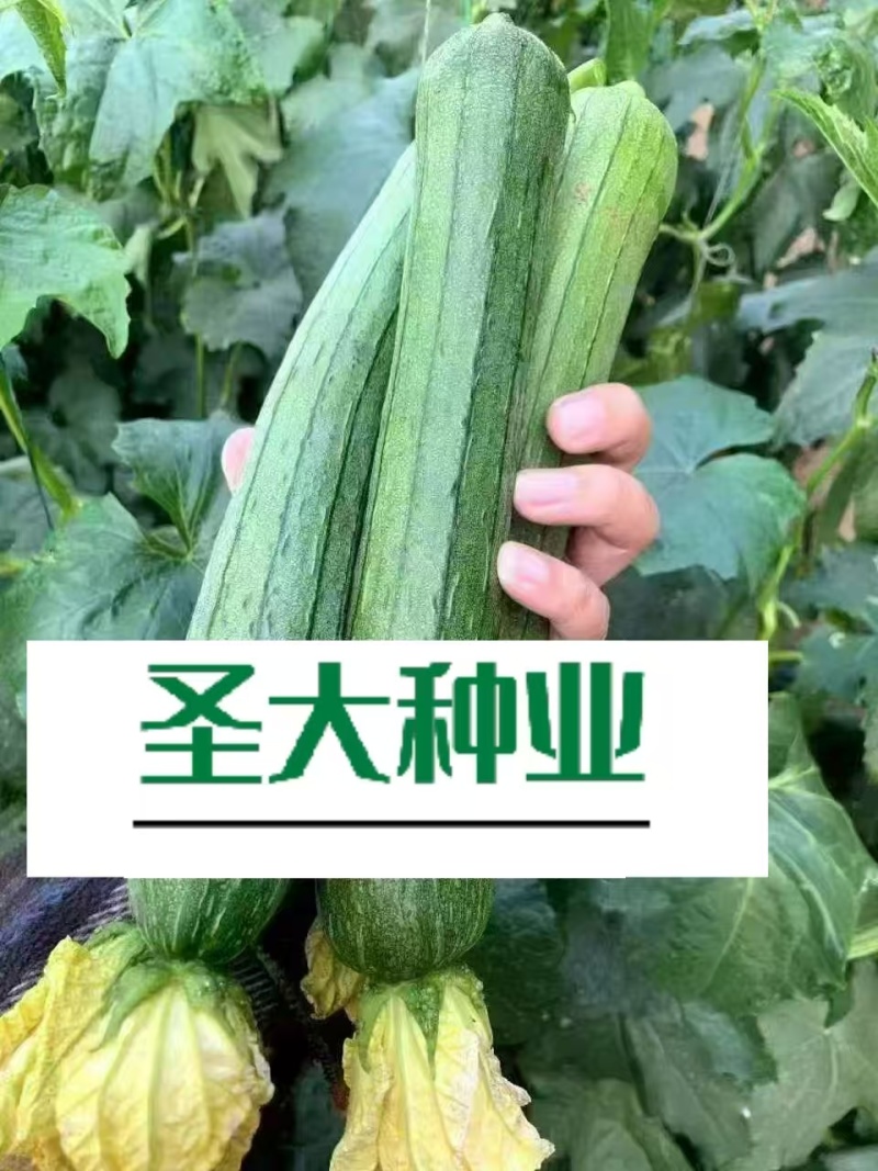 油亮丝瓜种子早熟绿色油亮肉厚味浓