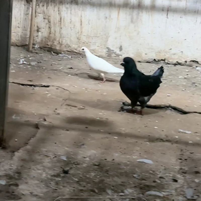 肉鸽