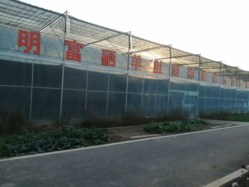 新鲜羊肚菌