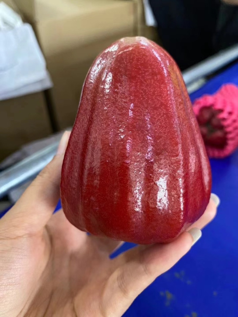 海南精品莲雾/黑金刚莲雾/产地直发/供应电商，一件代发