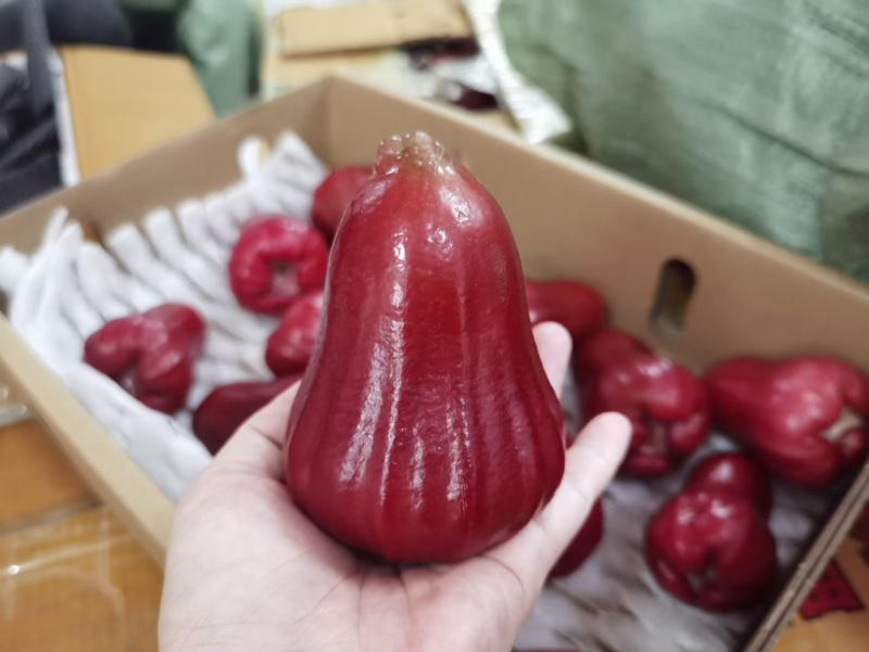 海南精品莲雾/黑金刚莲雾/产地直发/供应电商，一件代发