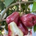 海南精品莲雾/黑金刚莲雾/产地直发/供应电商，一件代发