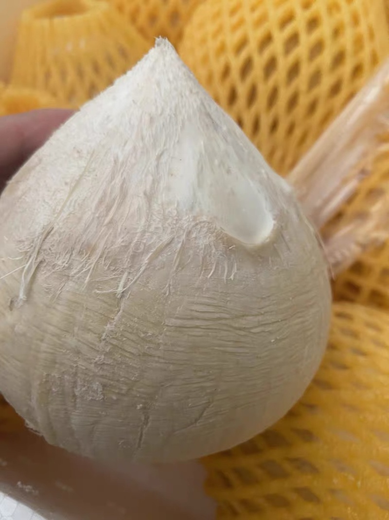 奶椰