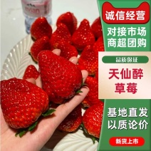 【热销】河南商丘市梁园区奶油草莓万亩草莓基地专业代办代发