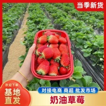精品红颜草莓，河南商丘梁园区万亩基地，现摘现发，全国发货
