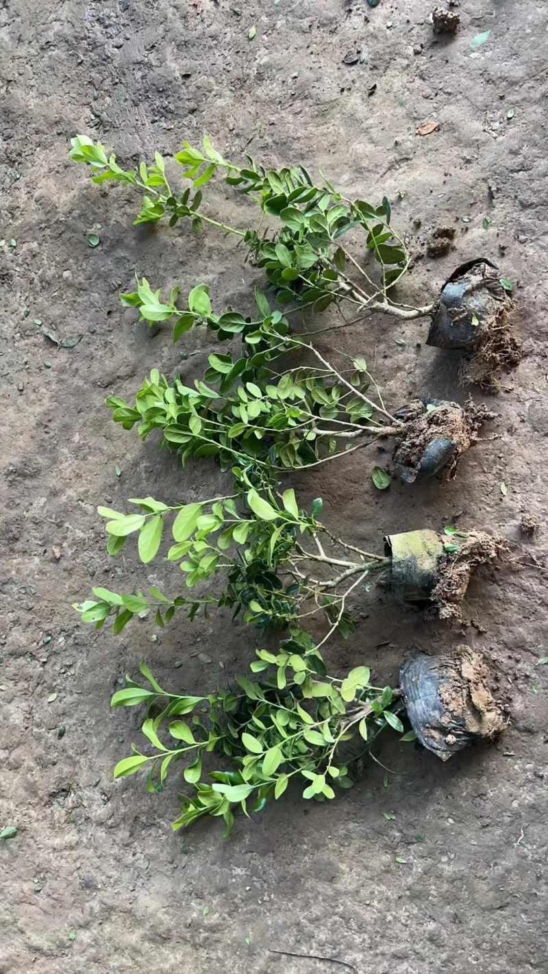 无刺枸骨基地，杯苗地苗，色泽鲜艳，植株健壮，各种规格齐全
