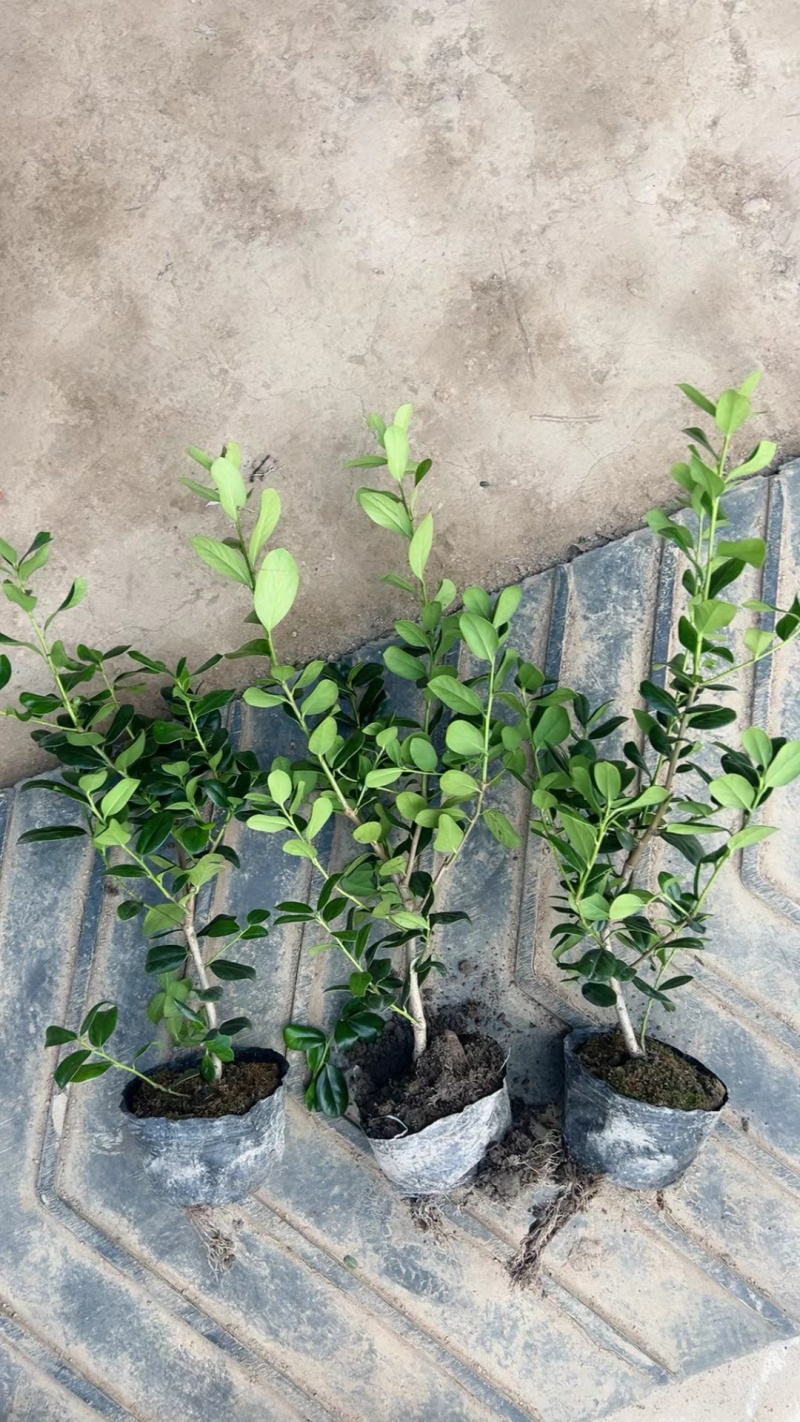 无刺枸骨基地，杯苗地苗，色泽鲜艳，植株健壮，各种规格齐全