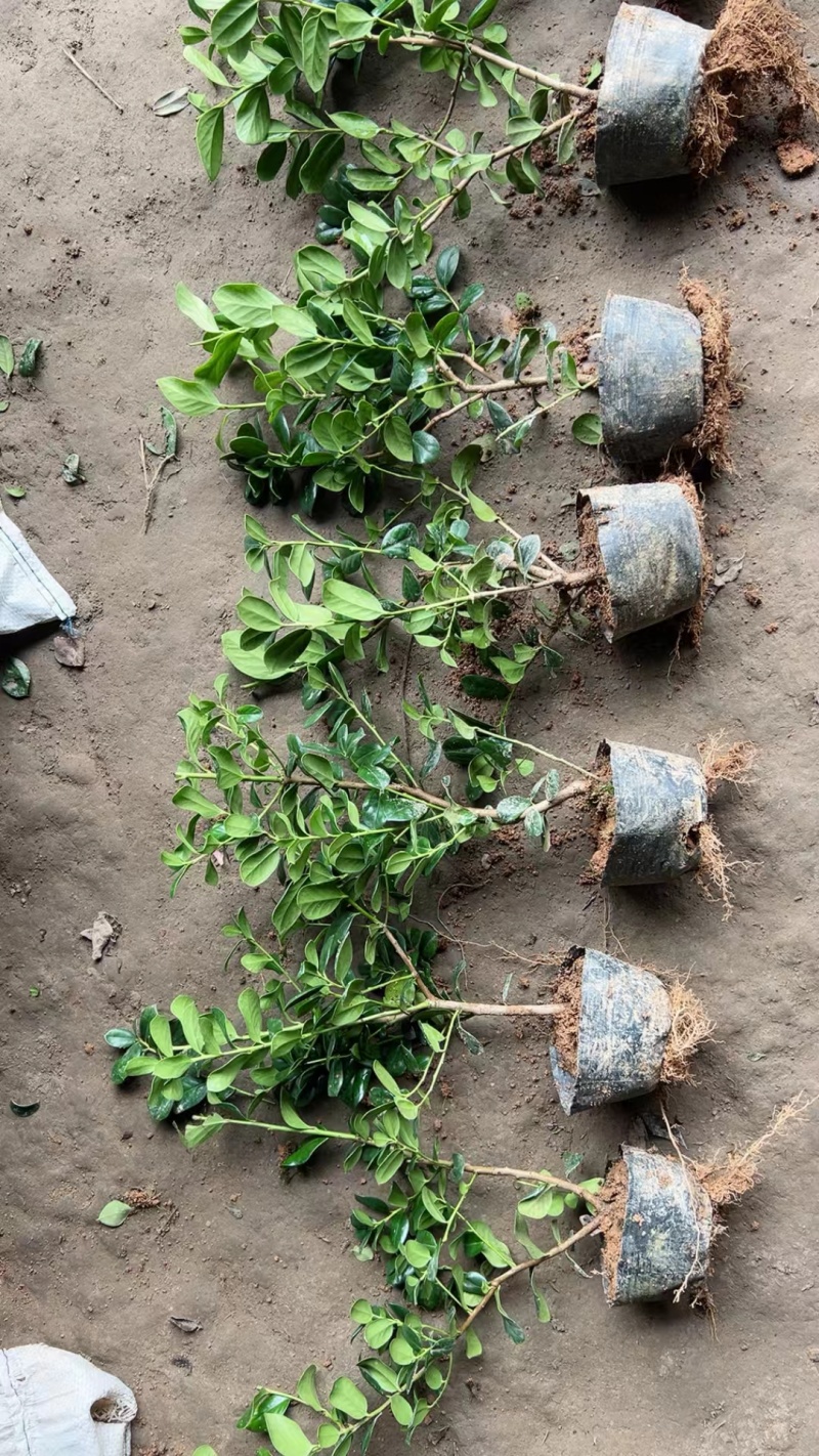 无刺枸骨基地，杯苗地苗，色泽鲜艳，植株健壮，各种规格齐全