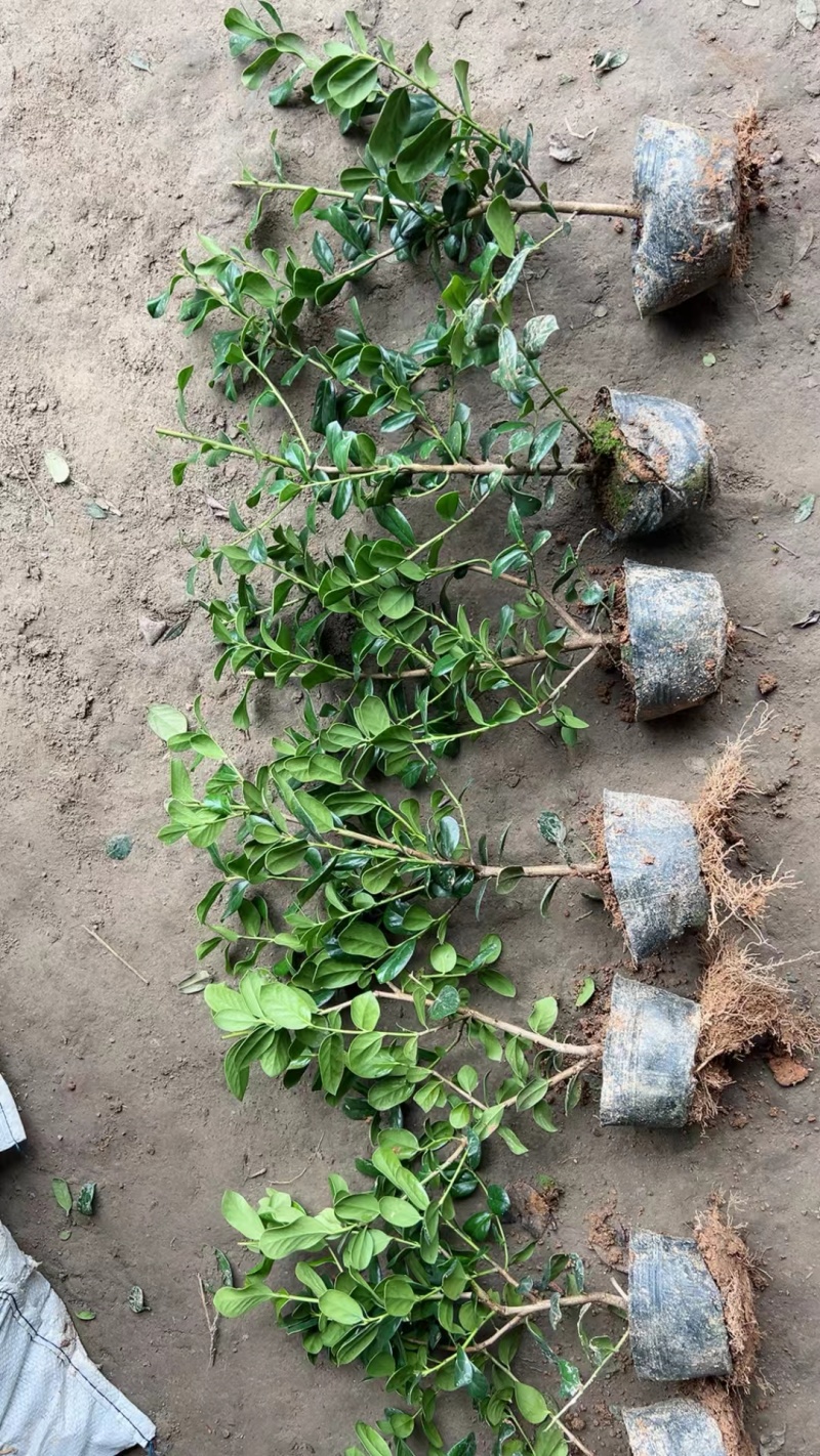 无刺枸骨基地，杯苗地苗，色泽鲜艳，植株健壮，各种规格齐全