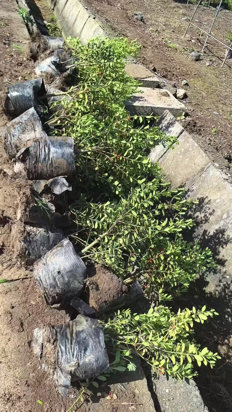无刺枸骨基地，杯苗地苗，色泽鲜艳，植株健壮，各种规格齐全