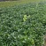 无刺枸骨基地，杯苗地苗，色泽鲜艳，植株健壮，各种规格齐全