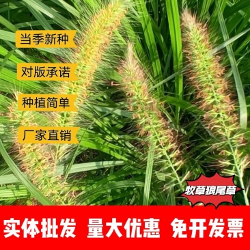 狼尾草厂家货源批发价格全国发货价格便宜欢迎下单咨询