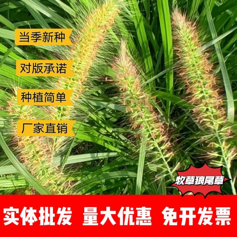 狼尾草厂家货源批发价格全国发货价格便宜欢迎下单咨询