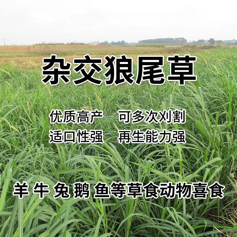 狼尾草厂家货源批发价格全国发货价格便宜欢迎下单咨询