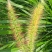 狼尾草厂家货源批发价格全国发货价格便宜欢迎下单咨询
