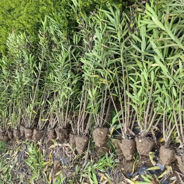 夹竹桃基地，杯苗地苗，色泽鲜艳，植株健壮，各种规格齐全