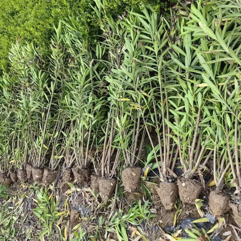 夹竹桃基地，杯苗地苗，色泽鲜艳，植株健壮，各种规格齐全