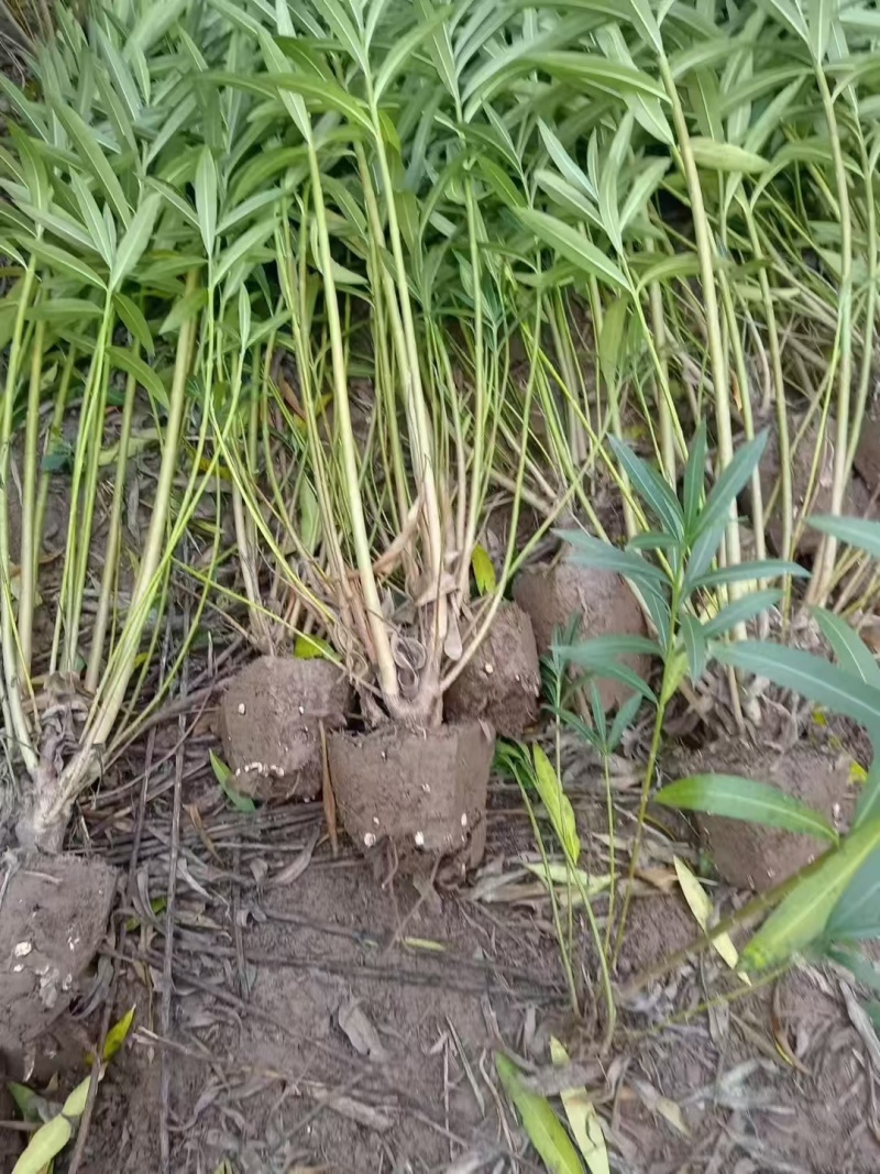 夹竹桃基地，杯苗地苗，色泽鲜艳，植株健壮，各种规格齐全
