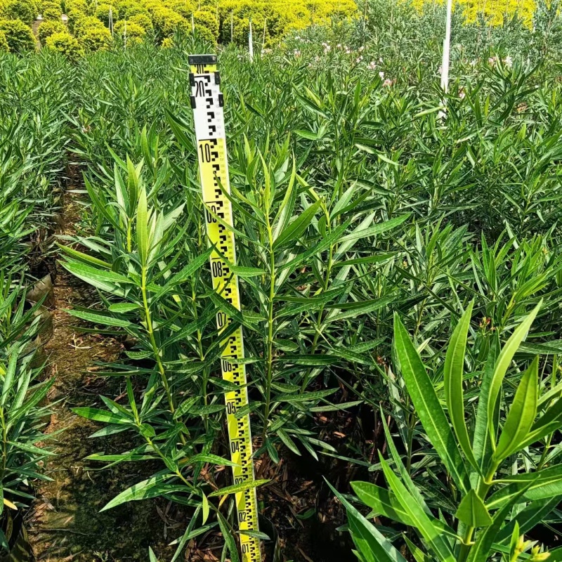 夹竹桃基地，杯苗地苗，色泽鲜艳，植株健壮，各种规格齐全