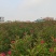 夹竹桃基地，杯苗地苗，色泽鲜艳，植株健壮，各种规格齐全
