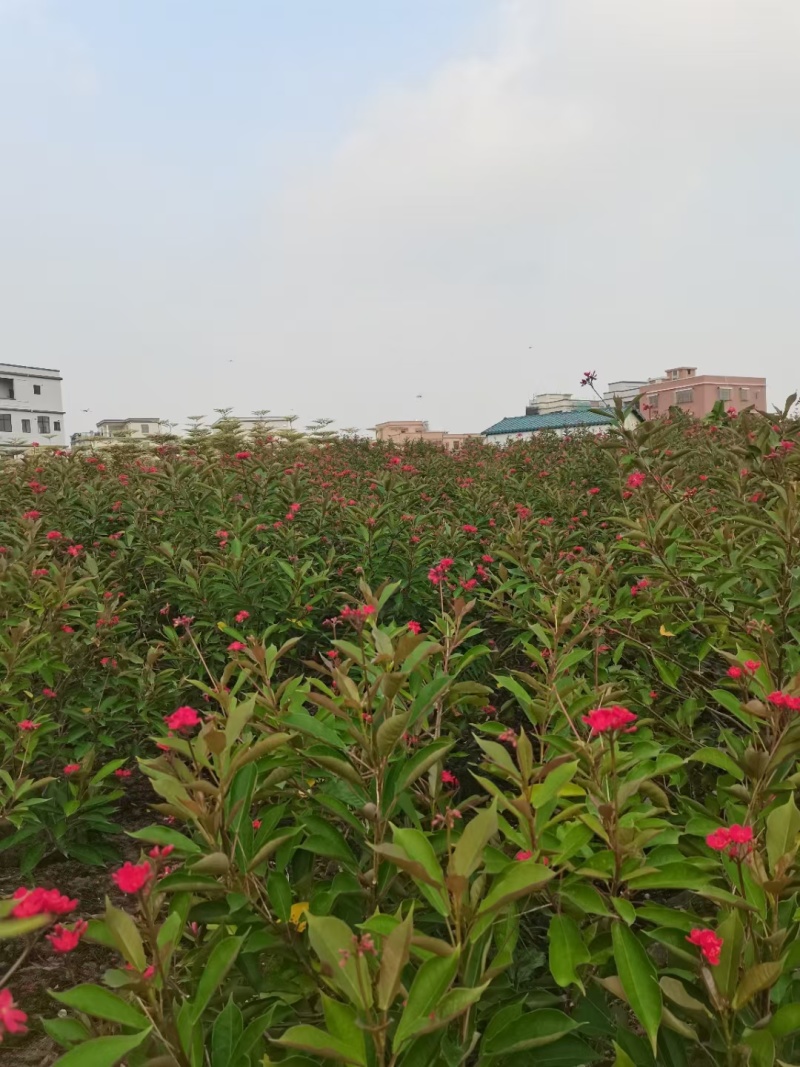 夹竹桃基地，杯苗地苗，色泽鲜艳，植株健壮，各种规格齐全